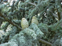 Cedrus atlantica